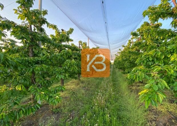 Rain Protection System for Cherry